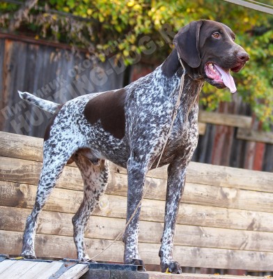 ОХОТЭСТЕТ АДЛЕР (ADLER)